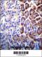 Coatomer Protein Complex Subunit Epsilon antibody, 55-787, ProSci, Immunohistochemistry paraffin image 