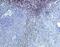 Interleukin 22 Receptor Subunit Alpha 1 antibody, PA1-21361, Invitrogen Antibodies, Immunohistochemistry paraffin image 