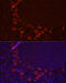 Solute Carrier Family 1 Member 1 antibody, 18-862, ProSci, Immunofluorescence image 