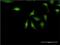 Ubiquitin Conjugating Enzyme E2 Z antibody, H00065264-M01, Novus Biologicals, Immunofluorescence image 