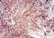 Alpha-1-antitrypsin antibody, NBP2-52557, Novus Biologicals, Immunohistochemistry paraffin image 