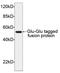 Glu-Glu tag antibody, LS-C203599, Lifespan Biosciences, Western Blot image 