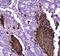 Lactotransferrin antibody, A00633-1, Boster Biological Technology, Immunohistochemistry frozen image 