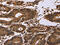 Endothelin-2 antibody, CSB-PA161267, Cusabio, Immunohistochemistry paraffin image 