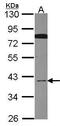 Cell Division Cycle 37 Like 1 antibody, PA5-21853, Invitrogen Antibodies, Western Blot image 
