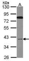 Cell Division Cycle 37 Like 1 antibody, PA5-21853, Invitrogen Antibodies, Western Blot image 