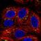 Solute Carrier Family 35 Member E1 antibody, NBP2-56944, Novus Biologicals, Immunofluorescence image 