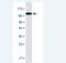 Heat Shock Protein Family A (Hsp70) Member 8 antibody, H00003312-M01-100ug, Novus Biologicals, Western Blot image 