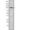 Transportin 3 antibody, abx219045, Abbexa, Western Blot image 