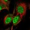 G Protein-Coupled Receptor 132 antibody, NBP1-89808, Novus Biologicals, Immunofluorescence image 