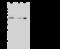 Ubiquinol-Cytochrome C Reductase Core Protein 1 antibody, 105130-T40, Sino Biological, Western Blot image 