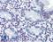 Vitamin D Receptor antibody, LS-B2577, Lifespan Biosciences, Immunohistochemistry frozen image 
