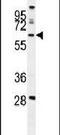 WD Repeat Domain 49 antibody, PA5-24358, Invitrogen Antibodies, Western Blot image 