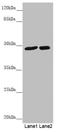 Proline-Serine-Threonine Phosphatase Interacting Protein 1 antibody, LS-C676329, Lifespan Biosciences, Western Blot image 