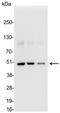 FLAG antibody, 18832-01, QED Bioscience, Western Blot image 