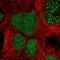 Zinc Finger Protein 32 antibody, NBP2-55945, Novus Biologicals, Immunofluorescence image 