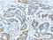 Inner Membrane Mitochondrial Protein antibody, CSB-PA985538, Cusabio, Immunohistochemistry paraffin image 