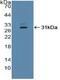 Interferon-activable protein 204 antibody, MBS2028135, MyBioSource, Western Blot image 