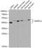 Mitogen-Activated Protein Kinase 11 antibody, 23-126, ProSci, Western Blot image 