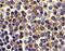 TNF Receptor Superfamily Member 17 antibody, PA5-19973, Invitrogen Antibodies, Immunohistochemistry frozen image 