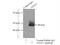Autophagy Related 12 antibody, 11122-1-AP, Proteintech Group, Immunoprecipitation image 