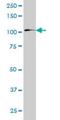 Zinc Finger And SCAN Domain Containing 20 antibody, H00007579-M04, Novus Biologicals, Western Blot image 