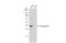 Granzyme B antibody, GTX135274, GeneTex, Western Blot image 