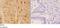 Aryl Hydrocarbon Receptor antibody, A00225S36, Boster Biological Technology, Immunohistochemistry paraffin image 