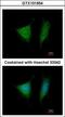 Eukaryotic Translation Initiation Factor 3 Subunit I antibody, GTX101954, GeneTex, Immunocytochemistry image 