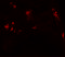 Developing Brain Homeobox 1 antibody, 6455, ProSci, Immunofluorescence image 