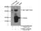 Vesicle-associated membrane protein 4 antibody, 10738-1-AP, Proteintech Group, Immunoprecipitation image 