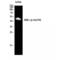 RUNX Family Transcription Factor 1 antibody, LS-C380892, Lifespan Biosciences, Western Blot image 