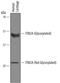 Integral Membrane Protein 2A antibody, AF4876, R&D Systems, Western Blot image 