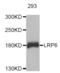 LDL Receptor Related Protein 6 antibody, abx004691, Abbexa, Western Blot image 
