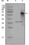 Nuclear Receptor Coactivator 3 antibody, NBP1-47424, Novus Biologicals, Western Blot image 