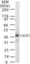 C-X-C Motif Chemokine Receptor 1 antibody, NB600-1142, Novus Biologicals, Western Blot image 