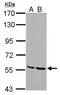 Serine/threonine-protein kinase 3 antibody, GTX107417, GeneTex, Western Blot image 