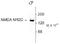 Glutamate Ionotropic Receptor NMDA Type Subunit 2C antibody, TA309198, Origene, Western Blot image 