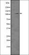 Toll Like Receptor 9 antibody, orb336558, Biorbyt, Western Blot image 