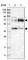 Butyrophilin Subfamily 2 Member A1 antibody, HPA019208, Atlas Antibodies, Western Blot image 