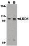 Lysine Demethylase 1A antibody, PA5-20227, Invitrogen Antibodies, Western Blot image 