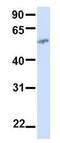 Butyrophilin Subfamily 2 Member A1 antibody, GTX46400, GeneTex, Western Blot image 