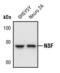N-Ethylmaleimide Sensitive Factor, Vesicle Fusing ATPase antibody, PA5-17346, Invitrogen Antibodies, Western Blot image 