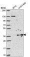 Yip1 Domain Family Member 3 antibody, HPA063699, Atlas Antibodies, Western Blot image 