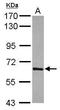 T-Box 21 antibody, GTX108701, GeneTex, Western Blot image 