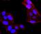 Aquaporin 1 (Colton Blood Group) antibody, NBP2-67162, Novus Biologicals, Immunofluorescence image 