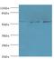 1,4-alpha-D-glucan glucanohydrolase 2B antibody, LS-C375197, Lifespan Biosciences, Western Blot image 