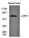 Cryptochrome Circadian Regulator 1 antibody, orb43382, Biorbyt, Western Blot image 