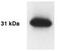 Kallikrein Related Peptidase 13 antibody, PA1-32228, Invitrogen Antibodies, Western Blot image 