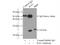 RAN, Member RAS Oncogene Family antibody, 10469-1-AP, Proteintech Group, Immunoprecipitation image 